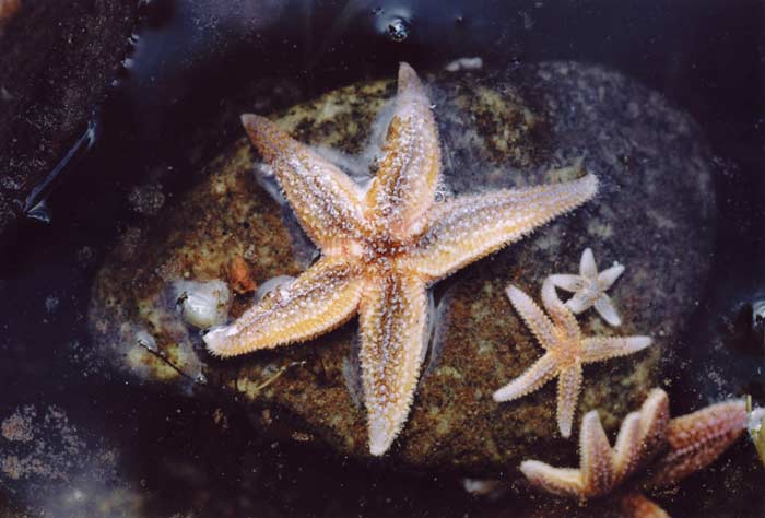 «Морские звезды. Белое море 2004». Александр Ручков
